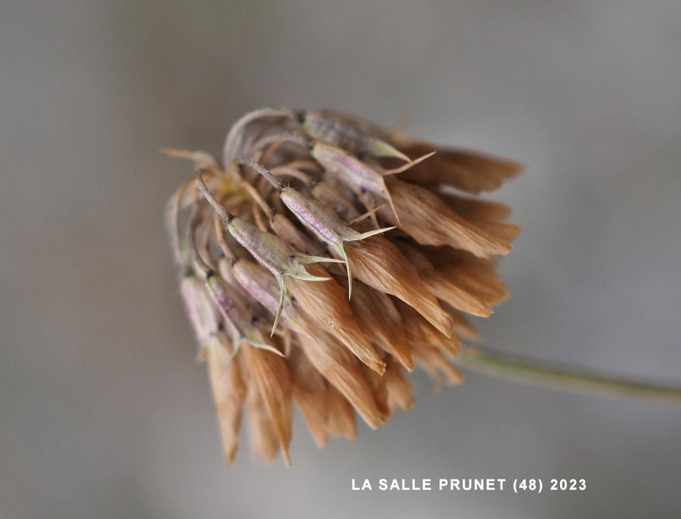 Clover, Prostrate fruit